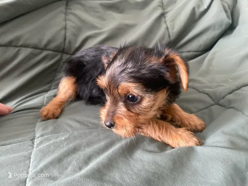 Milly – Yorkshire Terrier puppy for sale in Dallas, TX