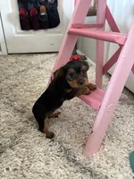 Molly, a female Yorkshire Terrier for sale in Dallas, TX – Photo 4 of 4