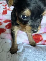 Milly, a female Yorkshire Terrier for sale in Dallas, TX – Photo 6 of 9