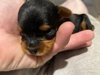 Milly, a female Yorkshire Terrier for sale in Dallas, TX – Photo 3 of 9