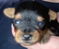 Milly, a female Yorkshire Terrier for sale in Dallas, TX – Photo 4 of 9