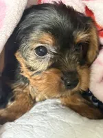 Milly , a female Yorkshire Terrier for sale in Dallas, TX – Photo 8 of 9