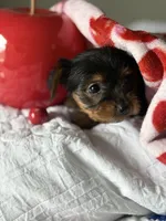 Milly , a female Yorkshire Terrier for sale in Dallas, TX – Photo 7 of 9