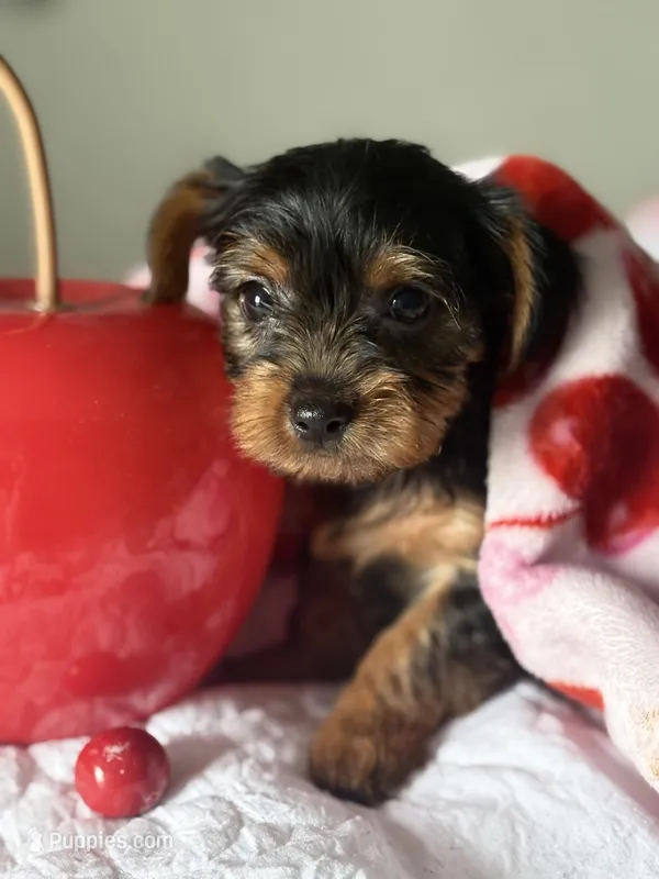 Milly  – Yorkshire Terrier puppy for sale in Dallas, TX