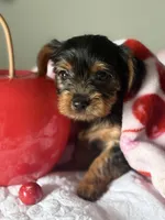 Milly , a female Yorkshire Terrier for sale in Dallas, TX – Photo 1 of 9