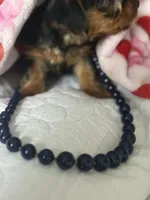 Milly , a female Yorkshire Terrier for sale in Dallas, TX – Photo 5 of 9