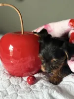 Milly , a female Yorkshire Terrier for sale in Dallas, TX – Photo 3 of 9