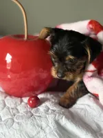 Milly , a female Yorkshire Terrier for sale in Dallas, TX – Photo 2 of 9
