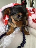 Milly , a female Yorkshire Terrier for sale in Dallas, TX – Photo 9 of 9