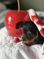 Milly , a female Yorkshire Terrier for sale in Dallas, TX – Photo 4 of 9