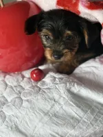 Milly , a female Yorkshire Terrier for sale in Dallas, TX – Photo 6 of 9