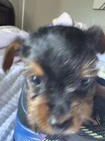 Cindy Lou, a female Yorkshire Terrier for sale in Dallas, TX – Photo 4 of 6