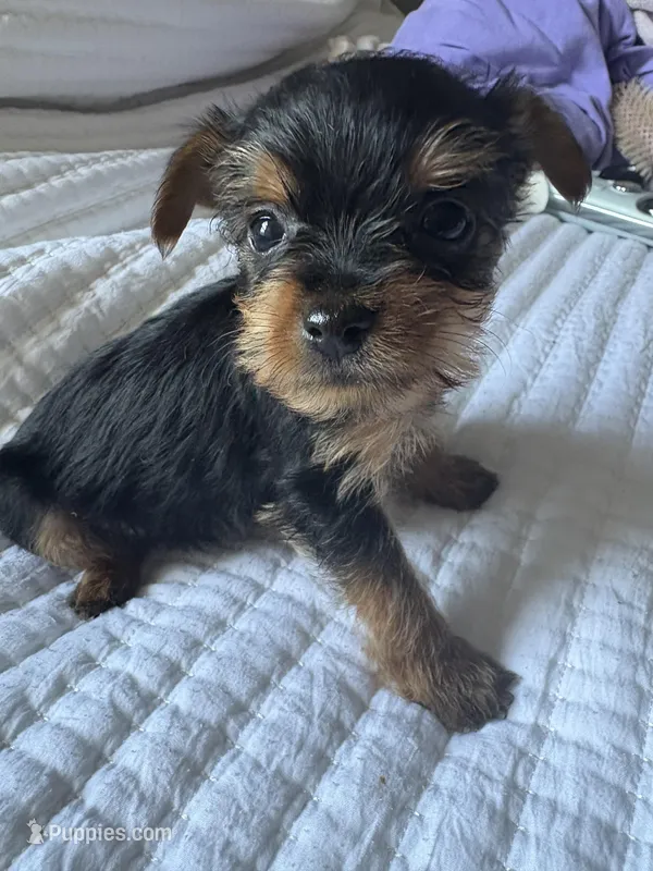 Cindy Lou – Yorkshire Terrier puppy for sale in Dallas, TX