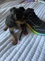 Cindy Lou, a female Yorkshire Terrier for sale in Dallas, TX – Photo 6 of 6