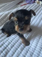 Cindy Lou, a female Yorkshire Terrier for sale in Dallas, TX – Photo 2 of 6