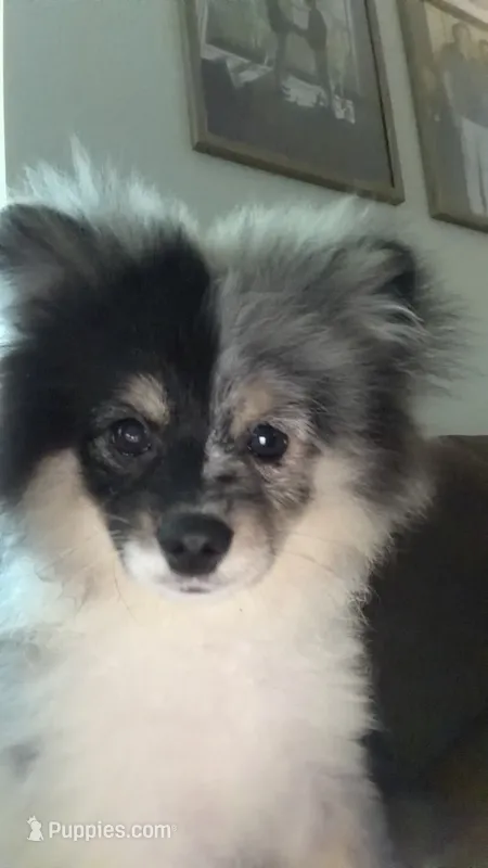 Milo – Pomeranian puppy for sale in Lacey, WA
