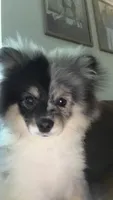 Milo, a male Pomeranian for sale in Lacey, WA – 1 of 5