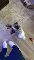 Milo, a male Pomeranian for sale in Lacey, WA – 3 of 5