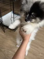 Milo, a male Pomeranian for sale in Lacey, WA – 5 of 5