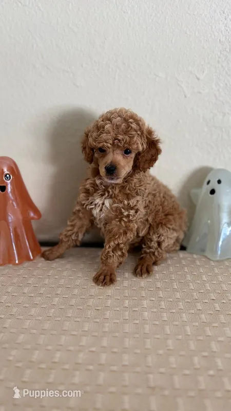 AKC Puppy 1  – Poodle - Toy  puppy for sale in Conroe, TX
