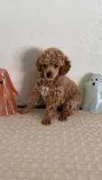 AKC Puppy 1 , a female Poodle - Toy  for sale in Conroe, TX – 1 of 3