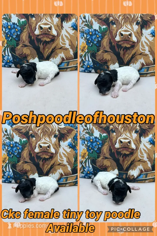 Ckc tiny toy Puppy 2  – Poodle - Toy  puppy for sale in Conroe, TX