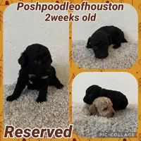Akc Puppy 2 , a female Poodle - Toy  for sale in Conroe, TX – 3 of 3