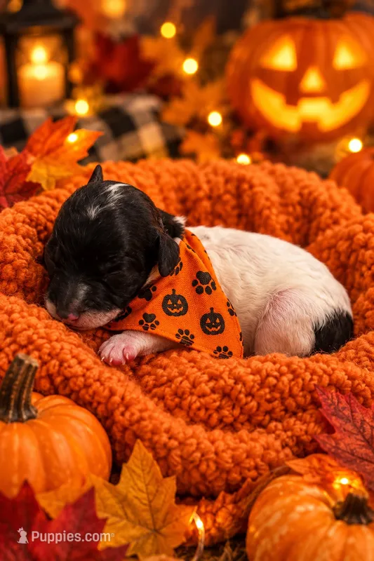 Ckc tiny toy Puppy 2  – Poodle - Toy  puppy for sale in Conroe, TX