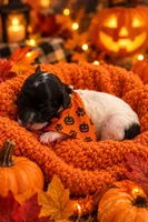 Ckc tiny toy Puppy 2 , a female Poodle - Toy  for sale in Conroe, TX – 1 of 3