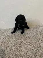 Akc Puppy 2 , a female Poodle - Toy  for sale in Conroe, TX – 2 of 3
