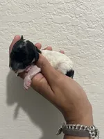 Ckc tiny toy Puppy 2 , a female Poodle - Toy  for sale in Conroe, TX – 3 of 3