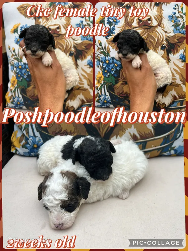 Ckc tiny toy female  – Poodle - Toy  puppy for sale in Conroe, TX