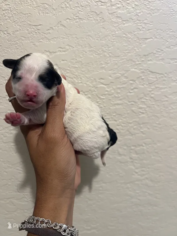 Ckc Puppy 1 – Poodle - Toy  puppy for sale in Conroe, TX
