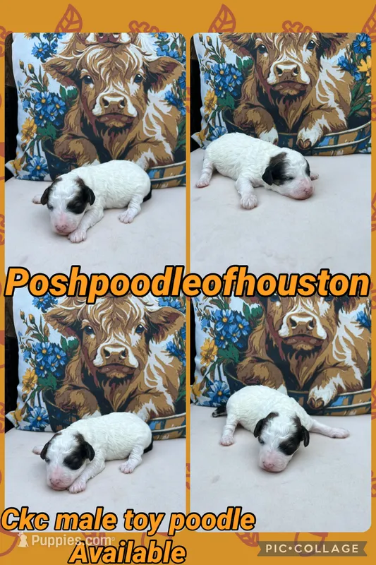 Ckc Puppy 1 – Poodle - Toy  puppy for sale in Conroe, TX