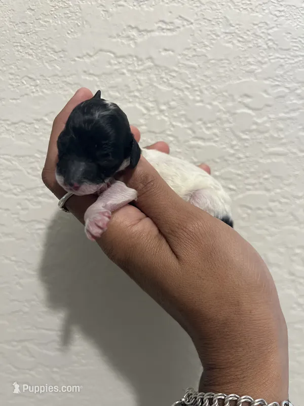 Ckc Puppy 2  – Poodle - Toy  puppy for sale in Conroe, TX
