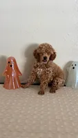 AKC Puppy 1 , a female Poodle - Toy  for sale in Conroe, TX – 2 of 3