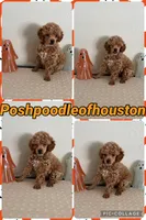AKC Puppy 1 , a female Poodle - Toy  for sale in Conroe, TX – 3 of 3