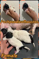 Ckc tiny toy Puppy 2 , a female Poodle - Toy  for sale in Conroe, TX – 2 of 3