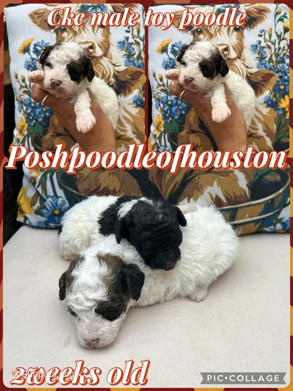 Ckc male  – Poodle - Toy  puppy for sale in Conroe, TX