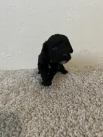 Akc Puppy 2 , a female Poodle - Toy  for sale in Conroe, TX – 1 of 3