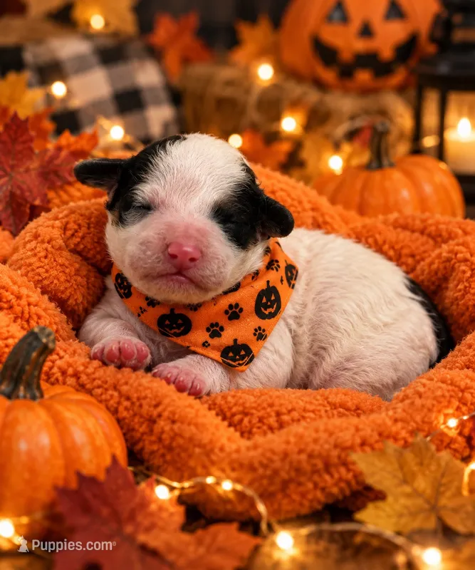 Ckc Puppy 1 – Poodle - Toy  puppy for sale in Conroe, TX