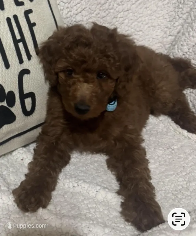 Blue-Boy – Poodle - Miniature  puppy for sale in Idaho Falls, ID