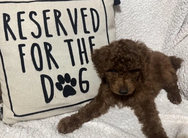 Black-Boy – Poodle - Miniature  puppy for sale in Idaho Falls, ID
