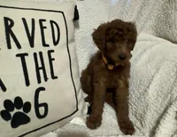 Orange-Boy, a male Poodle - Miniature  for sale in Idaho Falls, ID – Photo 2 of 2