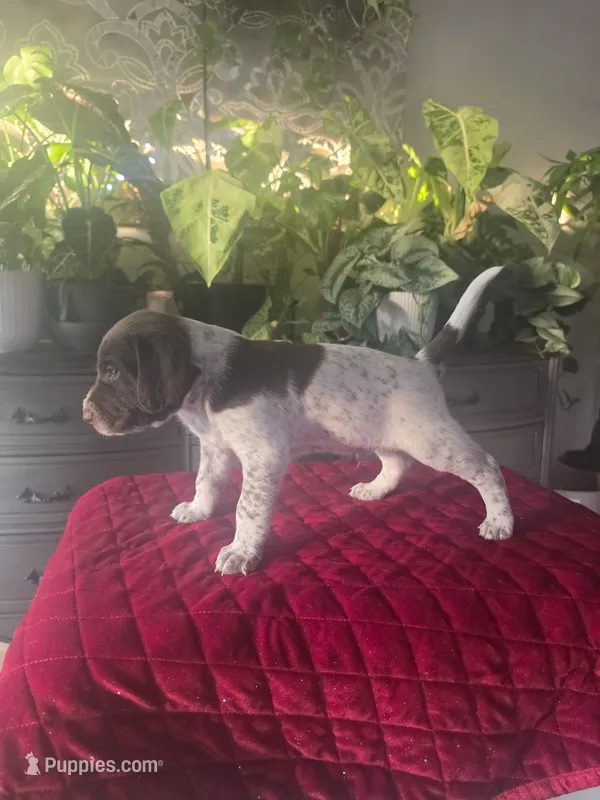 Coco, a male German Shorthaired Pointer for sale in Farmersville, CA – 1 of 4