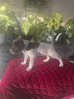 Coco, a male German Shorthaired Pointer for sale in Farmersville, CA – 1 of 4