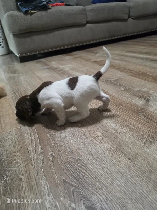 None – German Shorthaired Pointer puppy for sale in Farmersville, CA