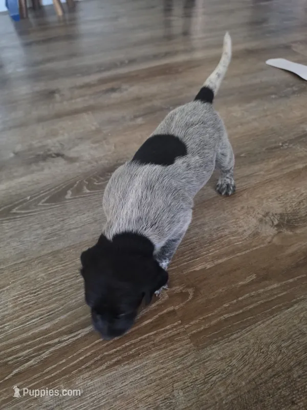 German shorhairt pointer and long hair – German Long-haired Pointer puppy for sale in Farmersville, CA