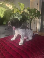 Coco, a male German Shorthaired Pointer for sale in Farmersville, CA – 3 of 4