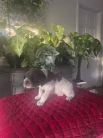Coco, a male German Shorthaired Pointer for sale in Farmersville, CA – 4 of 4